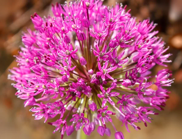 stock image Closeup of purple Allium flower