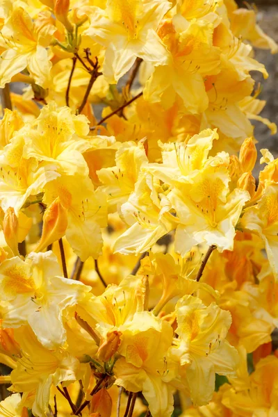 Sárga azalea rhododendron virágok teljes virágzás — Stock Fotó