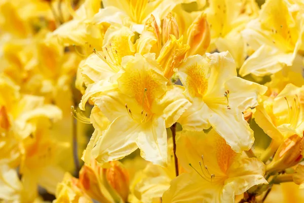 Sárga azalea rhododendron virágok teljes virágzás — Stock Fotó