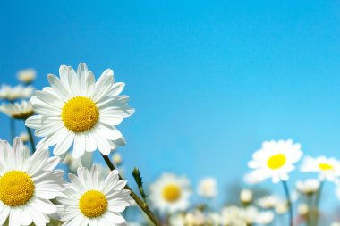 White marguerite flowers clipart