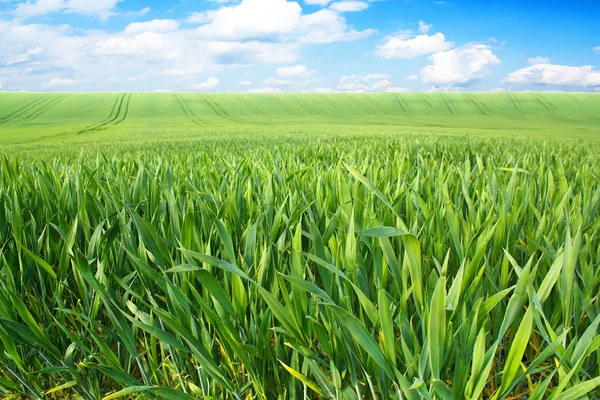 Jarní krajina se zeleným polem — Stock fotografie