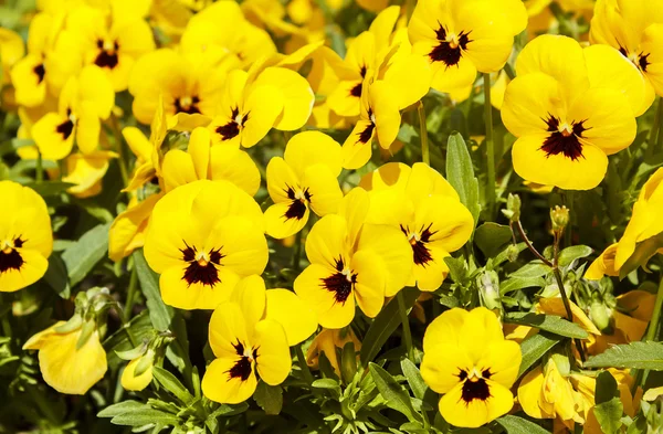 Yellow pansy flowers — Stock Photo, Image