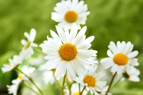 Marguerite λευκά λουλούδια — Φωτογραφία Αρχείου