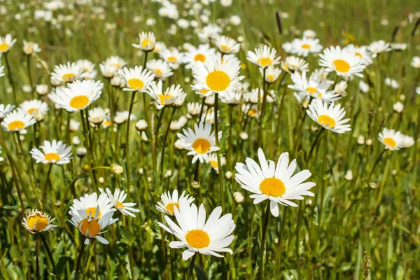Белые цветы Маргариты — стоковое фото