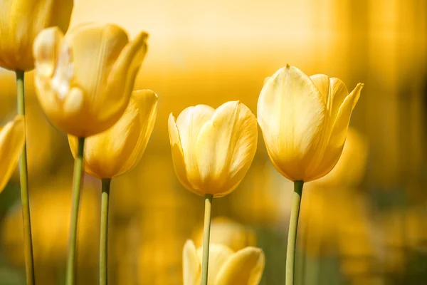 Frühling gelbe Tulpen — Stockfoto