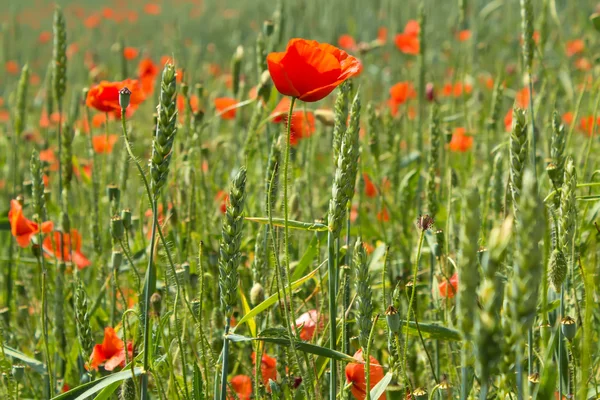 Detail of green wheat with red poppies — Stock Photo, Image