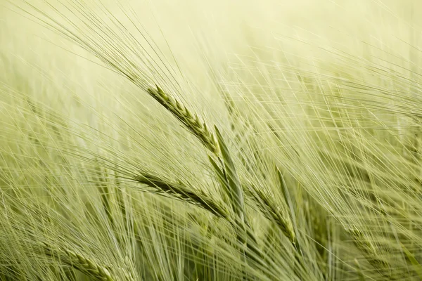 Detail of organic green grains in summer time — Stock Photo, Image