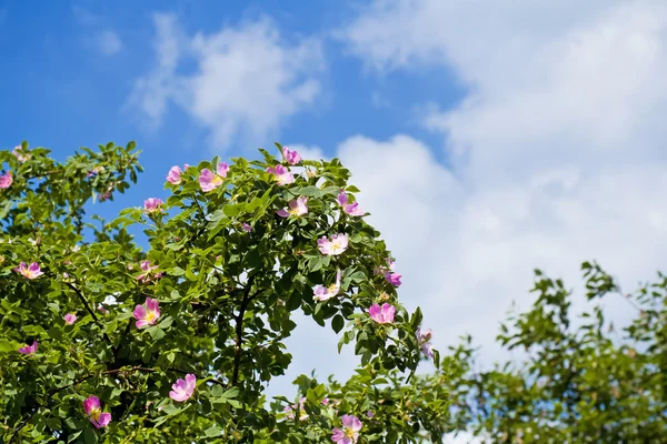 开花的山萸 cynosbati — 图库照片