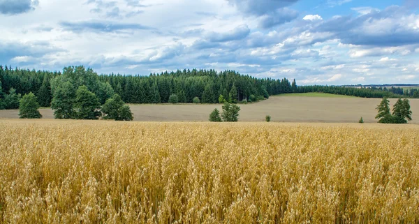 Paisagem de verão com campo e prado — Fotografia de Stock