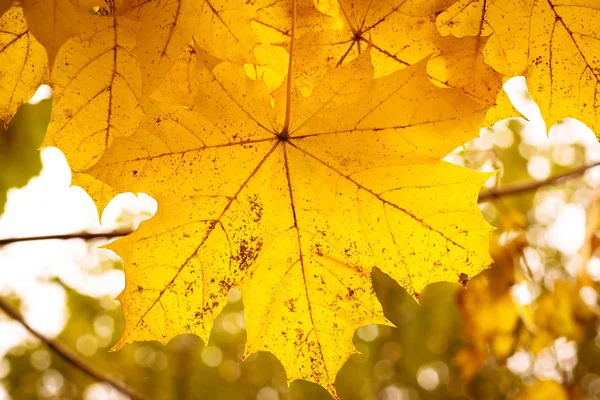 Sığ odak arka plan ile Sonbaharda akçaağaç yaprakları — Stok fotoğraf