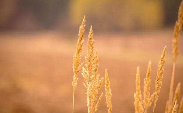 Primer plano de la hierba amarilla de otoño después del verano seco — Foto de Stock
