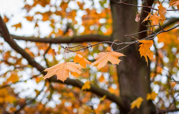 Folhas de bordo de outono com fundo de foco superficial — Fotografia de Stock
