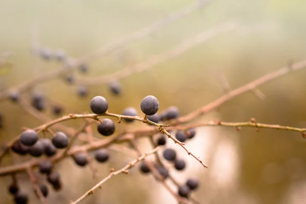 Осенний фон с черной шипом с очень мелким фокусом — стоковое фото
