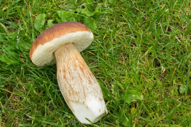 boletus ormanında kurulan