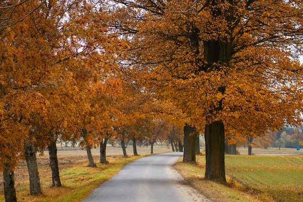 Yol orabge ile sonbaharda ağaçlar renkli — Stok fotoğraf
