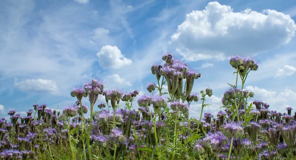 Sommerlandschaft mit violettem Luzernefeld und Hummel — Stockfoto