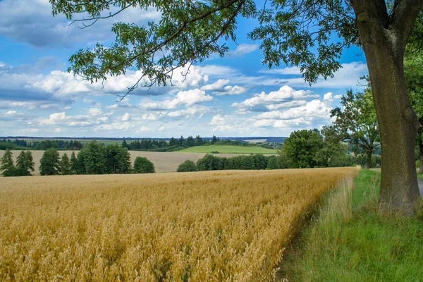 stock image Rural summer landscape with field, meadow and forests