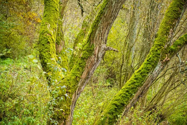 Φωτεινό πράσινο βρύα (βρυόφυτα) σε κορμούς δέντρων — Φωτογραφία Αρχείου