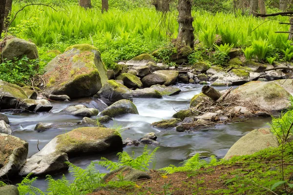 Pequeno rio selvagem na floresta boêmia — Fotografia de Stock