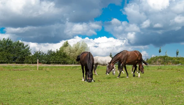 stock image Grazing horses on grass field