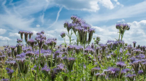 stock image HDR natural summer scenery