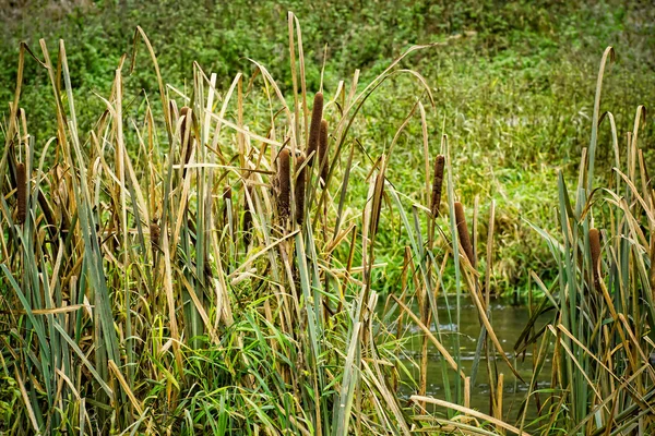 연못에 있는 갈대 — 스톡 사진