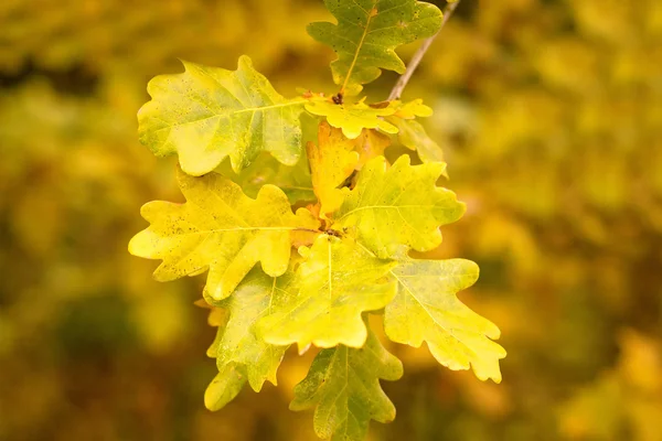 Colores otoñales de las hojas de roble — Foto de Stock