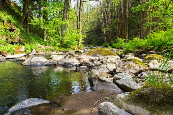 Pequeño río salvaje en el bosque de Bohemia —  Fotos de Stock