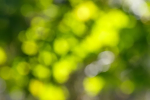 美しい緑のボケ味 — ストック写真