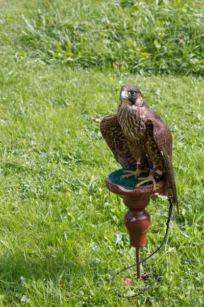 Falcon sitting on a perch — Stock Photo, Image