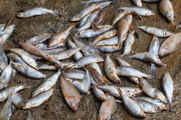 stock image Pile of caught sea fish