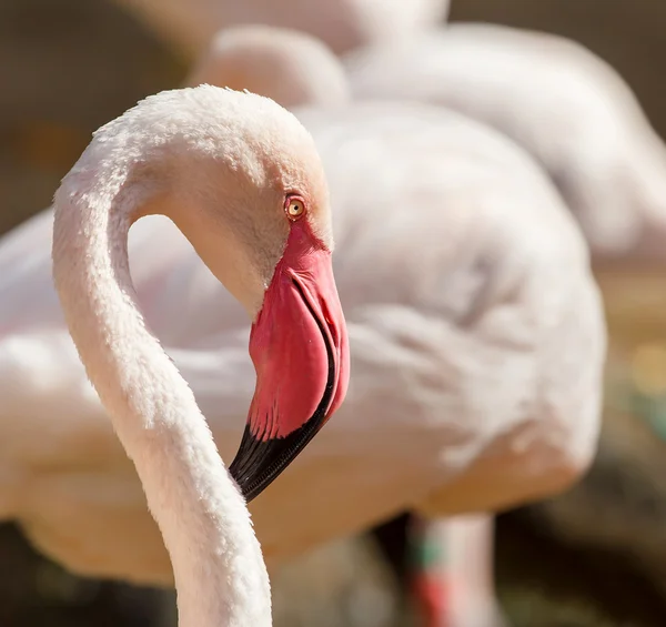 Portrét velmi pěkné velké Flamingo — Stock fotografie