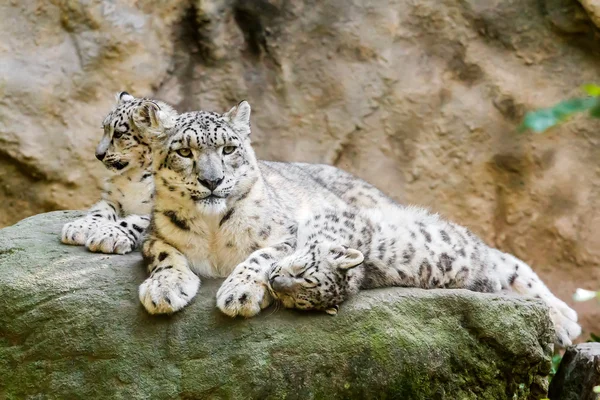 Hazudik a család a Snow Leopard — Stock Fotó
