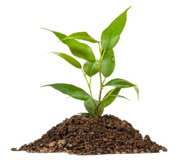 Young green plant on a white clipart