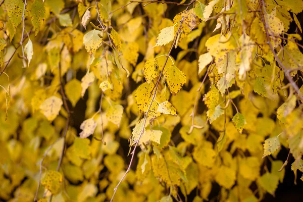Herfst kleuren van berk bladeren — Stockfoto