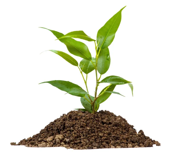 Young green plant on a white — Stock Photo, Image