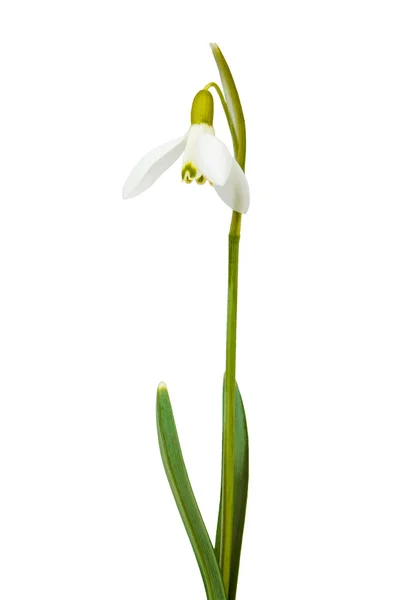 Snowdrop the first messenger of spring on white — Stock Photo, Image