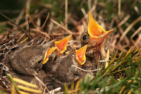 stock image Sparrow in the nest