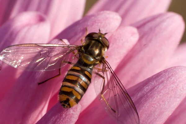 Stock image Honeybee