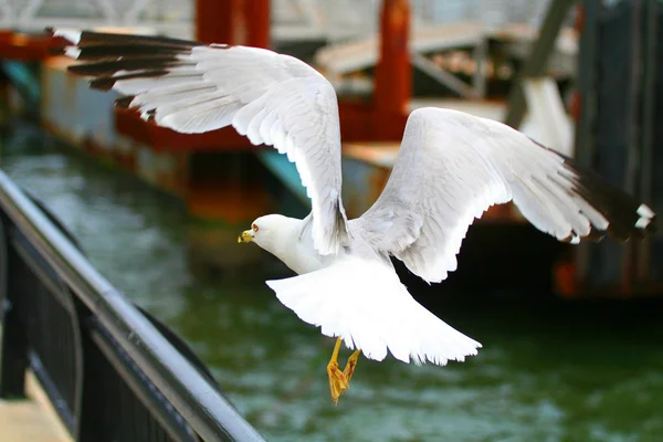 stock image Bird in city