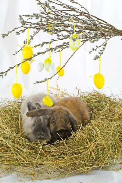 Tavşanlar — Stok fotoğraf