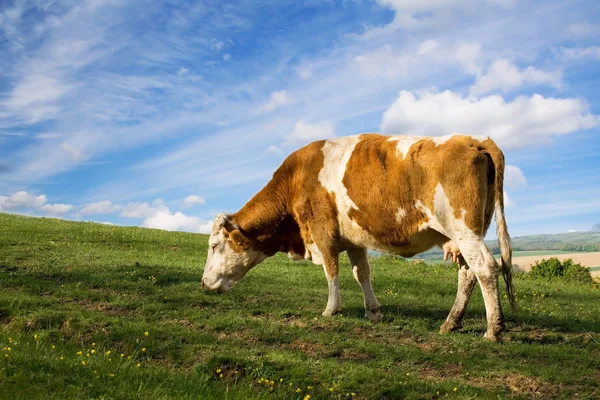 stock image Cow and sky