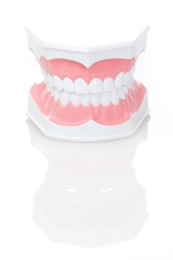 Dental Model of Teeth clipart