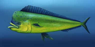 Mahi Mahi - Digital Painting clipart