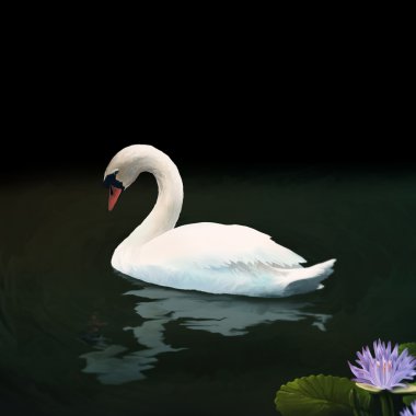 Mute swan - dijital boyama