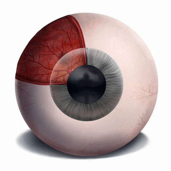 Анатомія людського ока - цифровий живопис — стокове фото