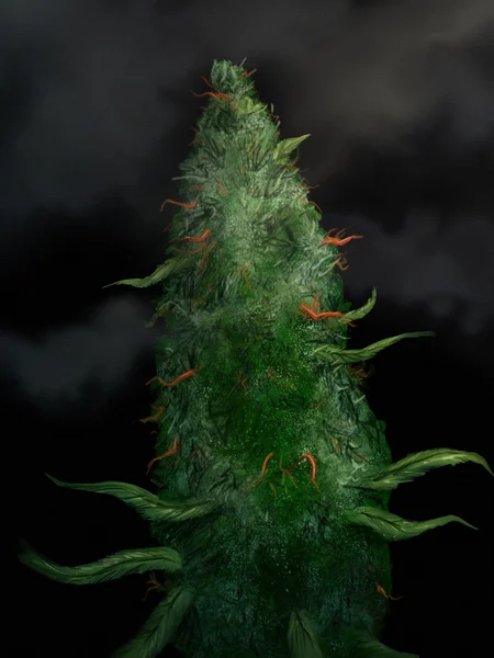 Marijuana Bud - Pittura digitale — Foto Stock