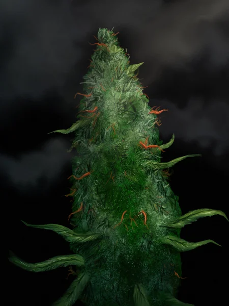 stock image Marijuana Bud - Digital Painting