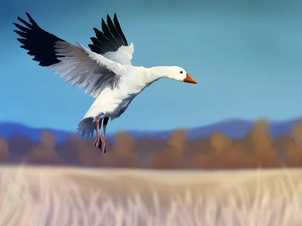 Flying Snow Goose - Digital Painting — Stock Photo, Image