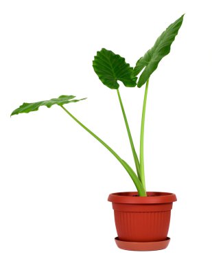 Alocasia machrorhiza clipart